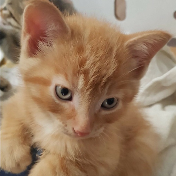 Meet your Posher, Ellie - Picture 1 of 1